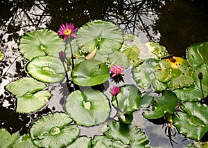 Honey bee pollinating on a purple water lily or Lotus Flower