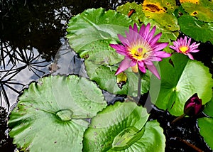 Honey bee pollinating of a purple water lily or Lotus Flower with green leaf