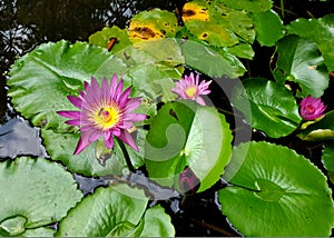 Honey bee pollinating of a purple water lily or Lotus Flower with green leaf