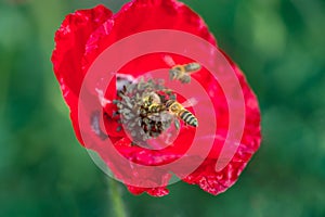 Honey Bee Pollinating red flowers