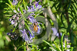 Honey bee pollinating a rosemary flower, California