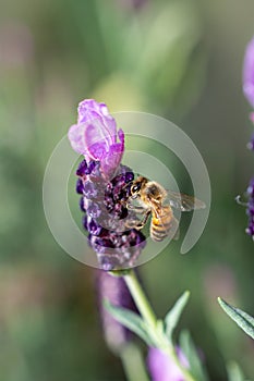 Honey Bee pollinating Spanish Lavender - Apis mellifera pollinating Lavandula stoechas.