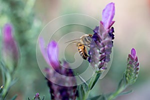 Honey Bee pollinating Spanish Lavender - Apis mellifera pollinating Lavandula stoechas.