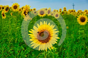 honey bee pollinating sunflower plant. Sunflower natural background. Sunflower blooming. sunflower landscape.