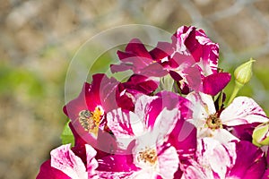 Honey bee pollinating vivid scarlett blossoms in a garden