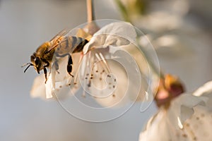 Honey Bee pollinating a white cherry flower on natural background