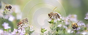 honey bee pollinating white flowers of thyme in a garden