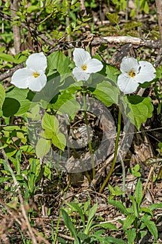 Honey Bee Pollinating a White Trillium in the Forest , YMX AIrport