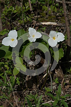 Honey Bee Pollinating a White Trillium in the Forest , YMX AIrport