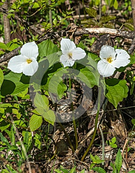 Honey Bee Pollinating a White Trillium in the Forest , YMX AIrport