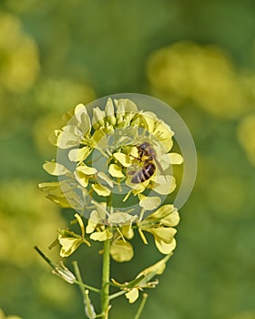 Honey bee pollinating wild flowers