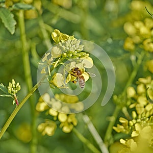 Honey bee pollinating wild flowers