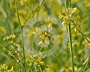 Honey bee pollinating wild flowers