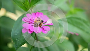 Honey bee pollinating working on pink flowers Zinnia the popular ornamental flower plant in summer garden nature background,