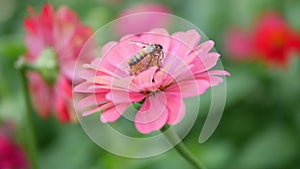 Honey bee pollinating working on pink flowers Zinnia the popular ornamental flower plant in summer garden nature background,