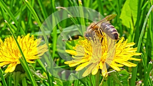 honey bee pollinating yellow dandelion flower at green grass lawn field