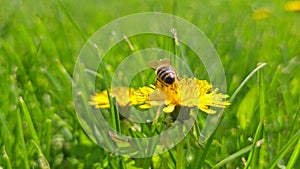 Honey bee pollinating yellow dandelion flower at green grass lawn field