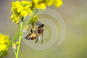 Honey bee pollinating a yellow wild mustard flower, south San Francisco bay area, California; blurred background