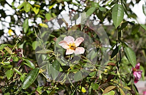 Honey Bee Pollination