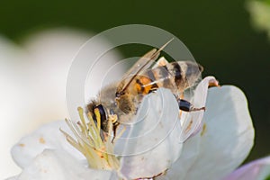 Honey bee, pollination process