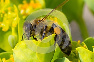 Honey bee, pollination process