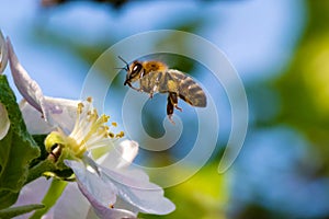 Honey bee, pollination process