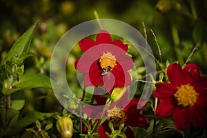 Honey bee pollination on red Dahlia.