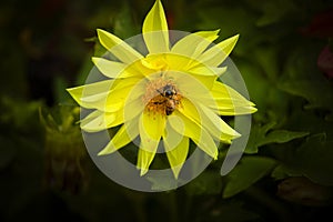 Honey bee pollination on yellow Dahlia.