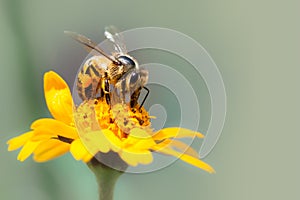 Honey bee pollinator close up macro photo. Bee is drinking nectar from yellow wild flower with proboscis photo