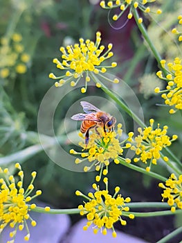 Honey bee pollinator insect on yellow flower on blurred green background close-up colorful nature photo. Summer meadow