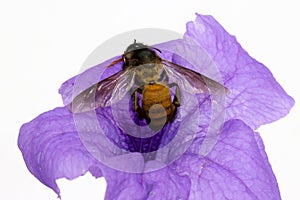 Honey bee on the purple bloom flower with white background