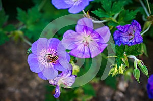 Honey bee on a purple blue flowers of Geranium rozanne