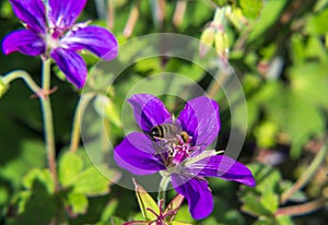 Honey Bee On A Purple Flower