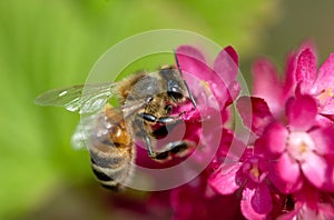 Honey Bee on Purple Flower