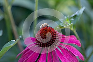 Honey Bee on a purple flower