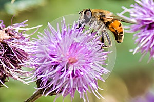 Honey bee on a purple flower