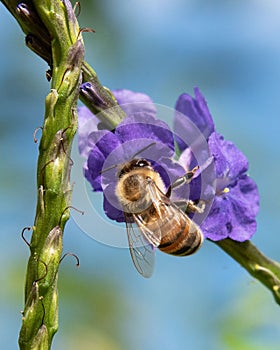 Honey Bee on Purple Flower and Bright Blue Day