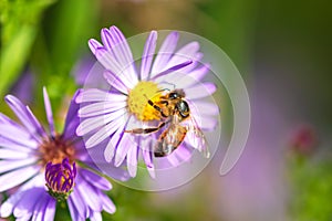 Honey bee on purple flower close up.