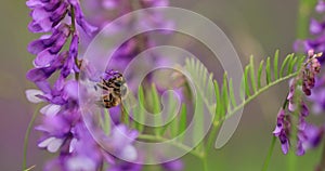 A honey bee on a purple flower collects nectar