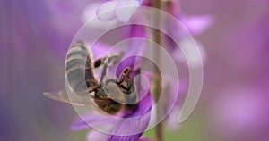 A honey bee on a purple flower collects nectar