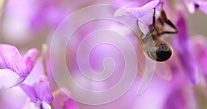 A honey bee on a purple flower collects nectar