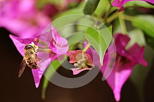 Honey bee on a Purple flower in a garden sunny day