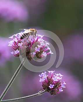 Honey bee on purple flower verbena bonariensis collecting pollen in a botanical garden