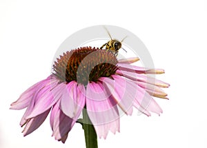Honey Bee on Purple Flower on white background