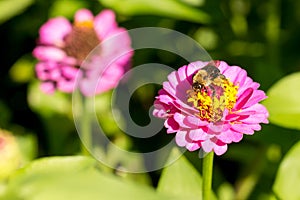 Honey bee on purple red yellow pollen flower facing off smaller bug-3468