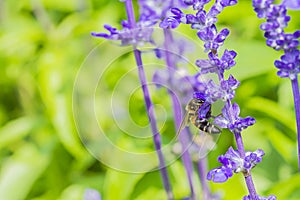 Honey bee on Purple Salvia flower with nature background