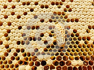 A honey bee queen cell on a frame of brood