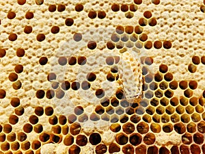 A honey bee queen cell on a frame of brood photo