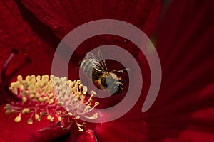 Honey bee in a red Hibiscus flower