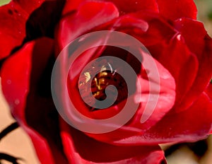 Honey Bee in Red Rose Pollen Close-up